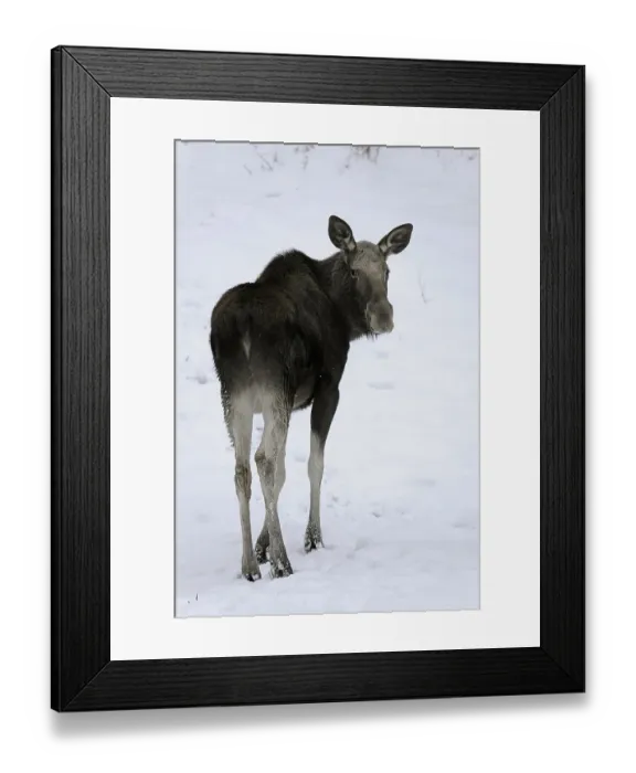 Framed Print : Moose or Eurasian Elk (Alces alces)