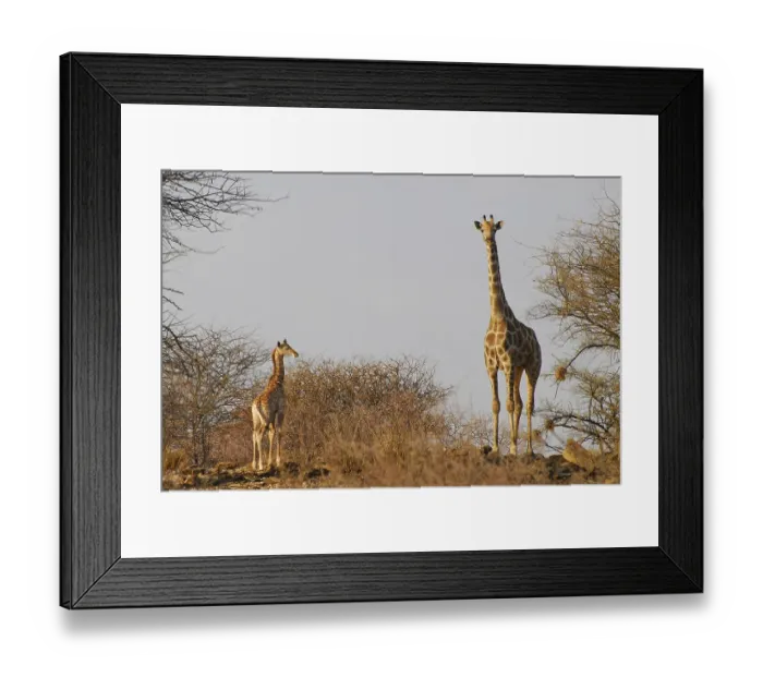 Framed Print : Giraffe mother (Giraffa camelopardalis) with calf at a game farm near Okahandja Framed Print : Giraffe mother (Giraffa camelopardalis) with calf at a game farm near Okahandja