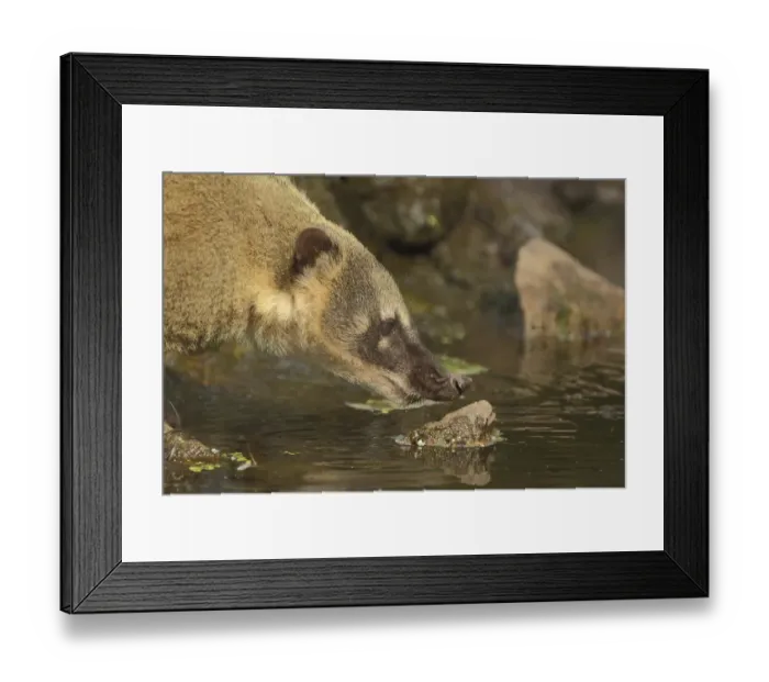 Framed Print : South American coati (Nasua nasua) at the water Framed Print : South American coati (Nasua nasua) at the water