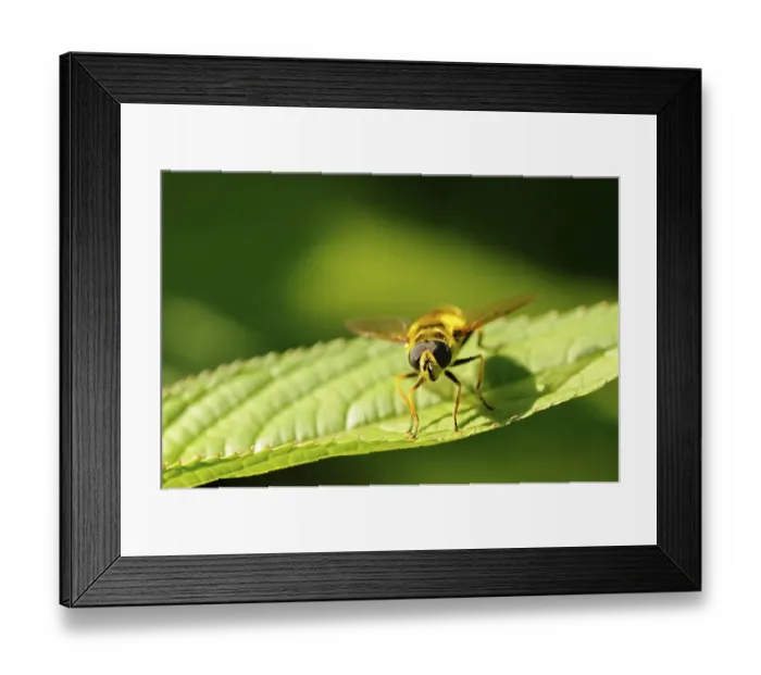 Framed Print : Hoverfly (Myathropa florea) Framed Print : Hoverfly (Myathropa florea)