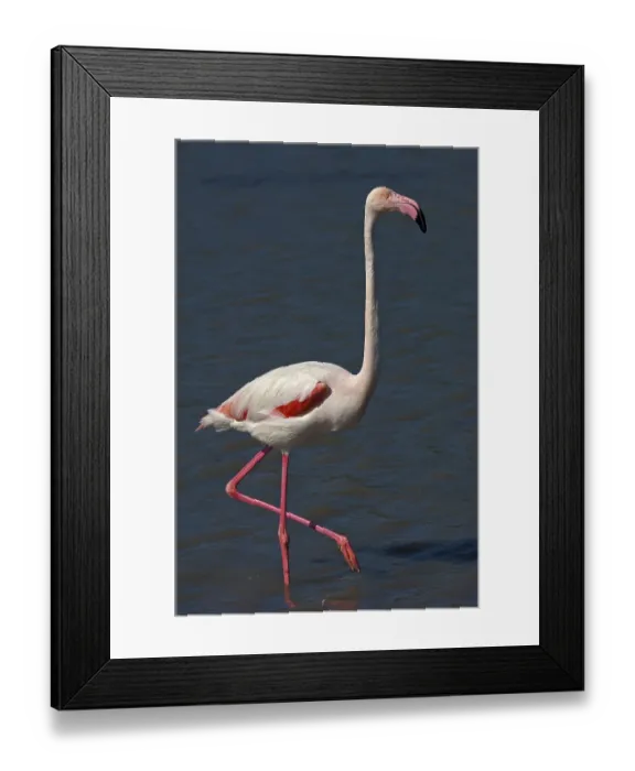 Framed Print : Greater Flamingo (Phoenicopterus roseus) wading in water