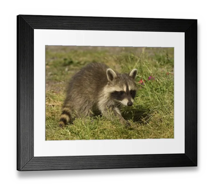 Framed Print : Raccoon (Procyon lotor)