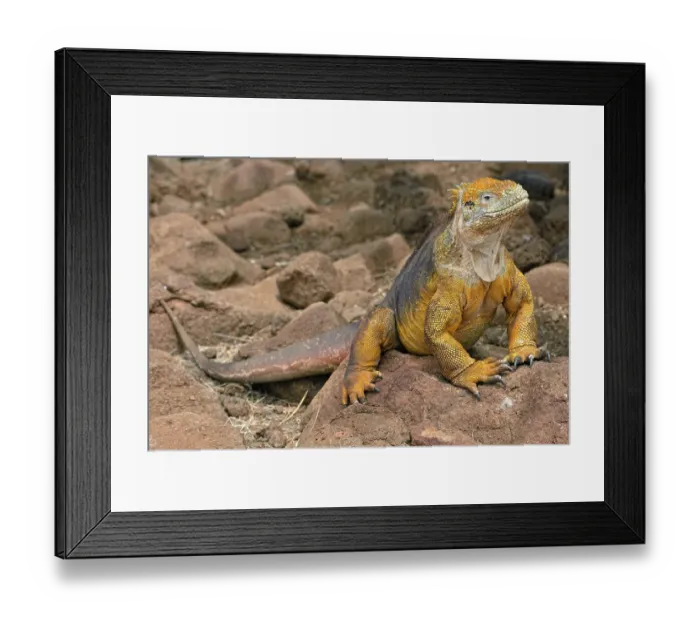 Framed Print : Galapagos land iguana (Conolophus subcristatus) Framed Print : Galapagos land iguana (Conolophus subcristatus)