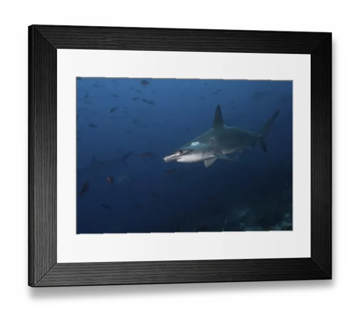 Framed Print : Scalloped Hammerhead Shark (Sphyrna lewini)