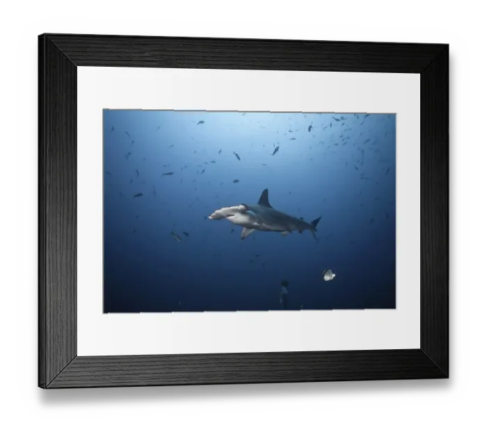 Framed Print : Scalloped Hammerhead Shark (Sphyrna lewini)