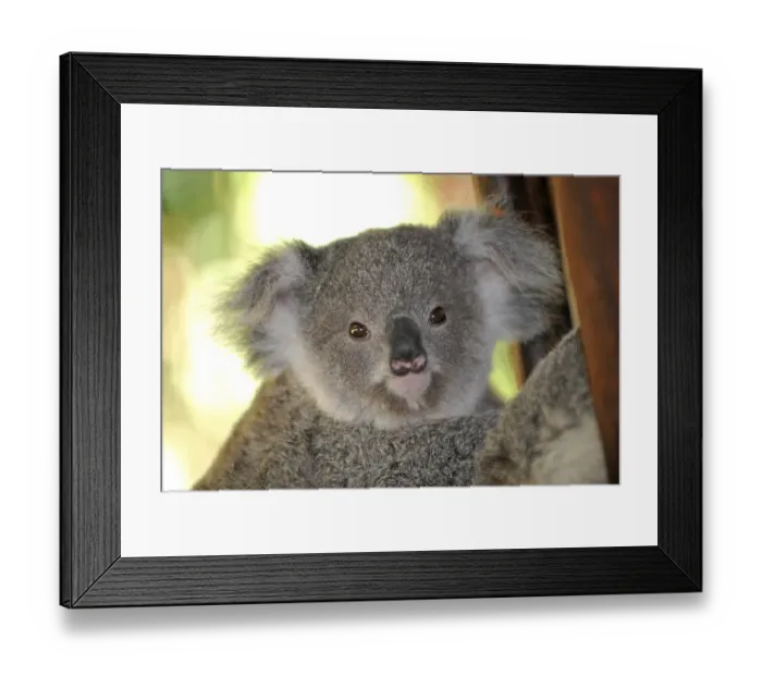 Framed Print : Koala, cub (Phascolarctos cinereus) in eucalypt tree (Eucalyptus) Framed Print : Koala, cub (Phascolarctos cinereus) in eucalypt tree (Eucalyptus)