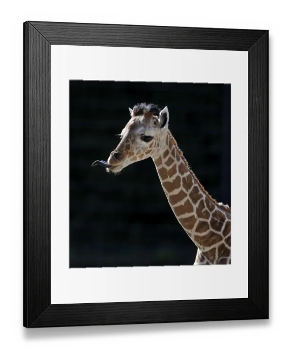 Framed Print : Somali Giraffe or Reticulated Giraffe (Giraffa camelopardalis reticulata)