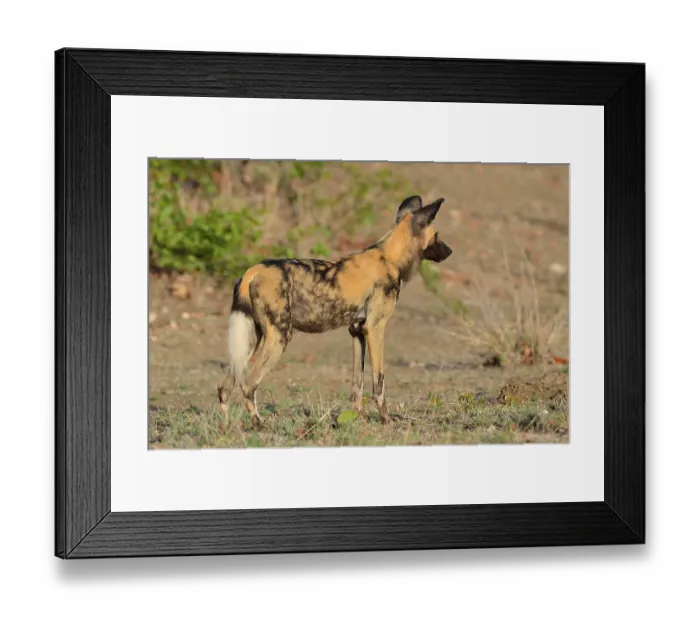 Framed Print : African Wild Dog, African Hunting Dog or African Painted Dog (Lycaon pictus) Framed Print : African Wild Dog, African Hunting Dog or African Painted Dog (Lycaon pictus)