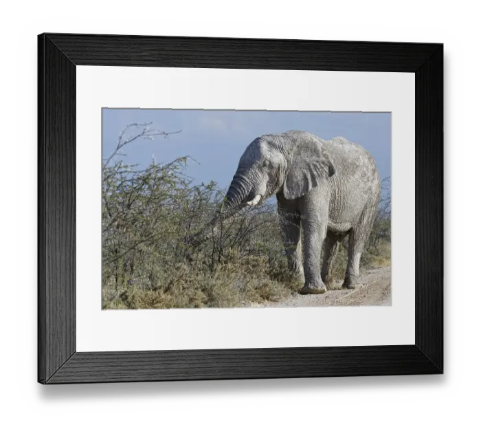 Framed Print : African bush elephant bull (Loxodonta africana)