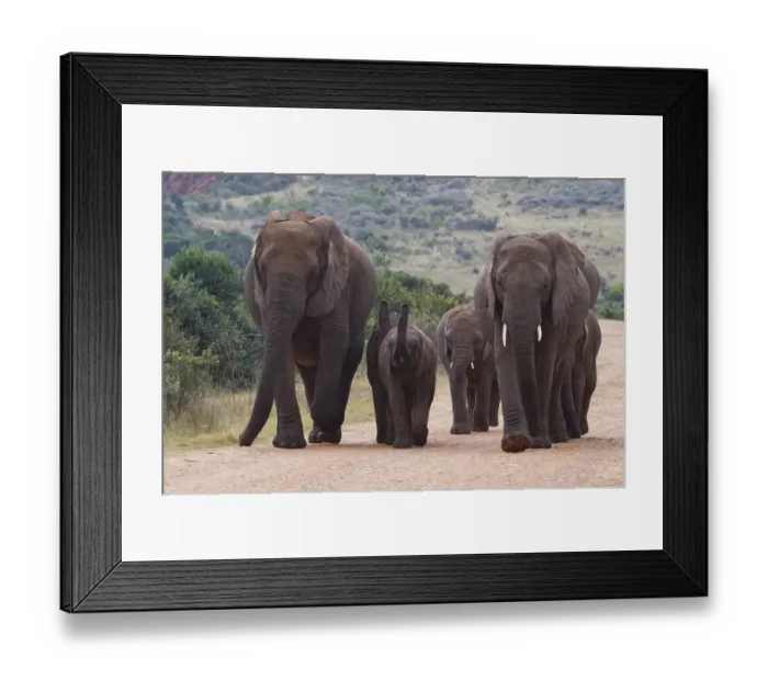 Framed Print : African bush elephants (Loxodonta africana) Framed Print : African bush elephants (Loxodonta africana)