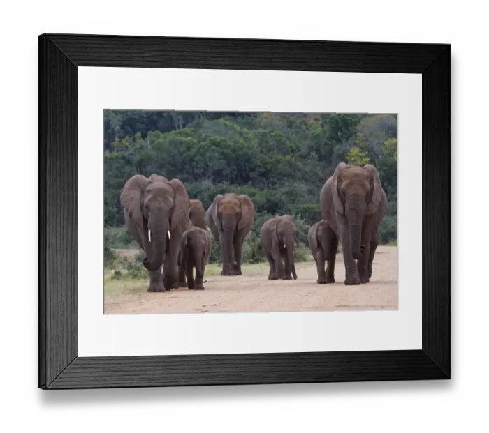 Framed Print : African bush elephants (Loxodonta africana) Framed Print : African bush elephants (Loxodonta africana)