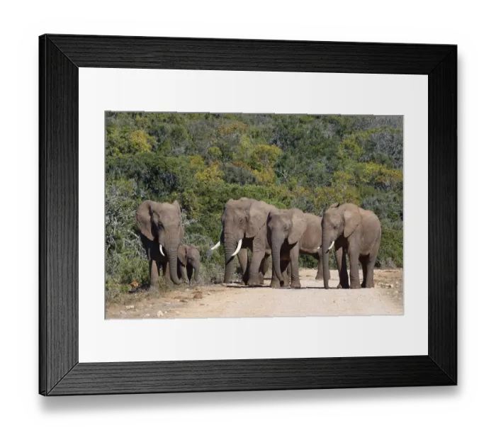 Framed Print : African bush elephants (Loxodonta africana)