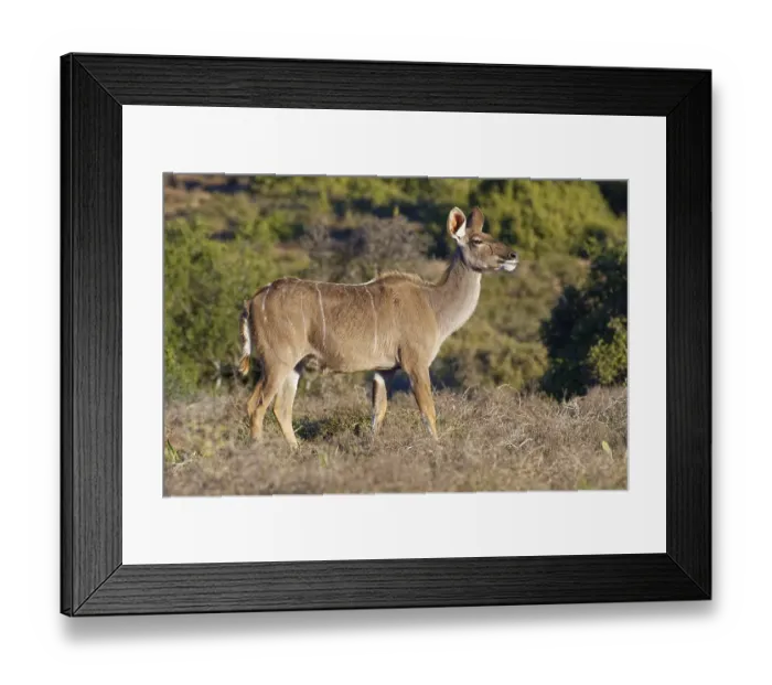 Framed Print : Greater kudu (Tragelaphus strepsiceros)