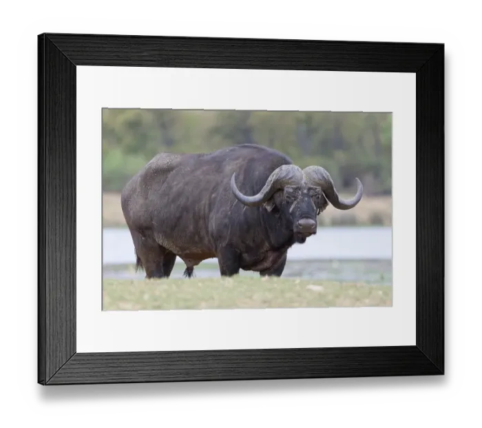Framed Print : Cape buffalo (Syncerus caffer caffer) Framed Print : Cape buffalo (Syncerus caffer caffer)