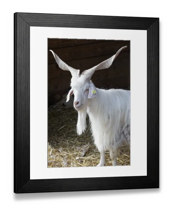 Framed Print : Girgentana goat, domestic goat with corkscrew-like horns Framed Print : Girgentana goat, domestic goat with corkscrew-like horns