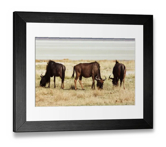 Framed Print : Wildebeest (Connochaetes taurinus) Framed Print : Wildebeest (Connochaetes taurinus)
