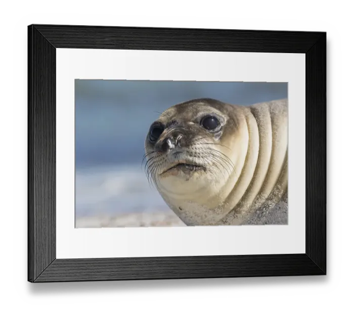 Framed Print : Sealion Island, Southern Elephant Seal (Mirounga leonina)
