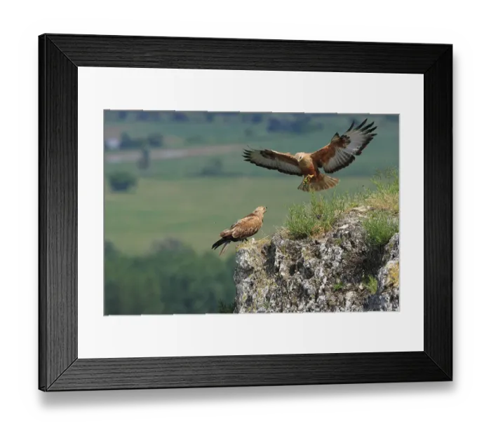 Framed Print : Long-legged Buzzards (Buteo rufinus)
