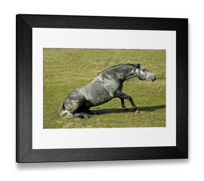 Framed Print : LUSITANO HORSE GETTING UP FROM THE GROUND