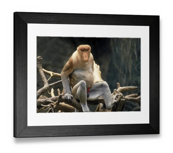 Framed Print : PROBOSCIS MONKEY (nasalis larvatus) Framed Print : PROBOSCIS MONKEY (nasalis larvatus)