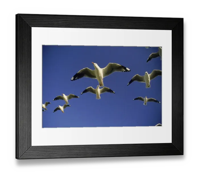 Framed Print : GULLS FLYING, FLORIDA