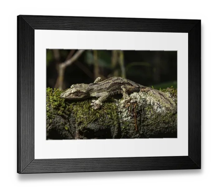 Framed Print : Mossy leaf-tailed gecko (Uroplatus sikorae)