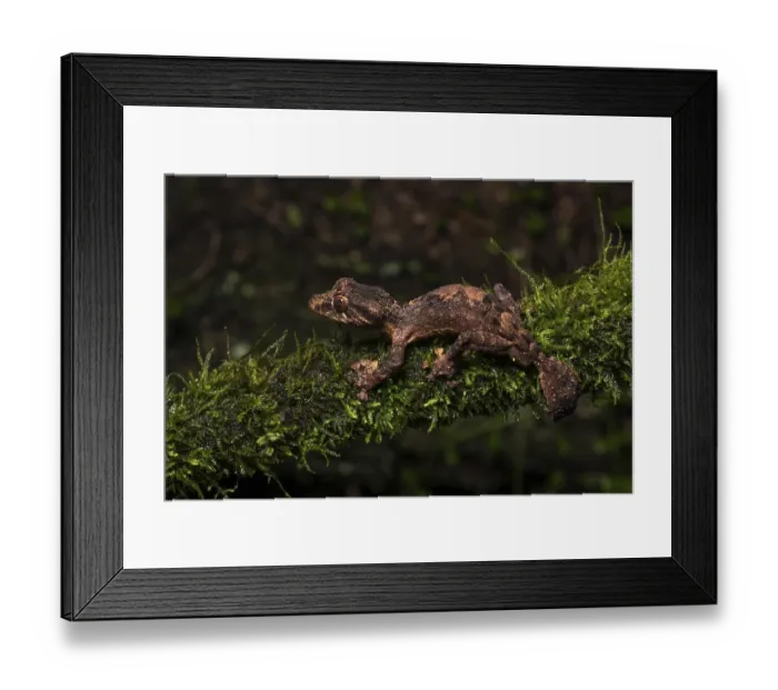 Framed Print : Uroplatus alluaudi(Uroplatus alluaudi) on mossed branch in rainforest