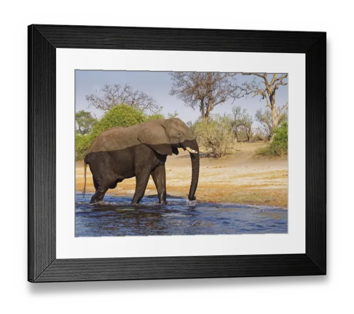 Framed Print : An elephant crosses the Chobe, the lower reaches of the Cuando River