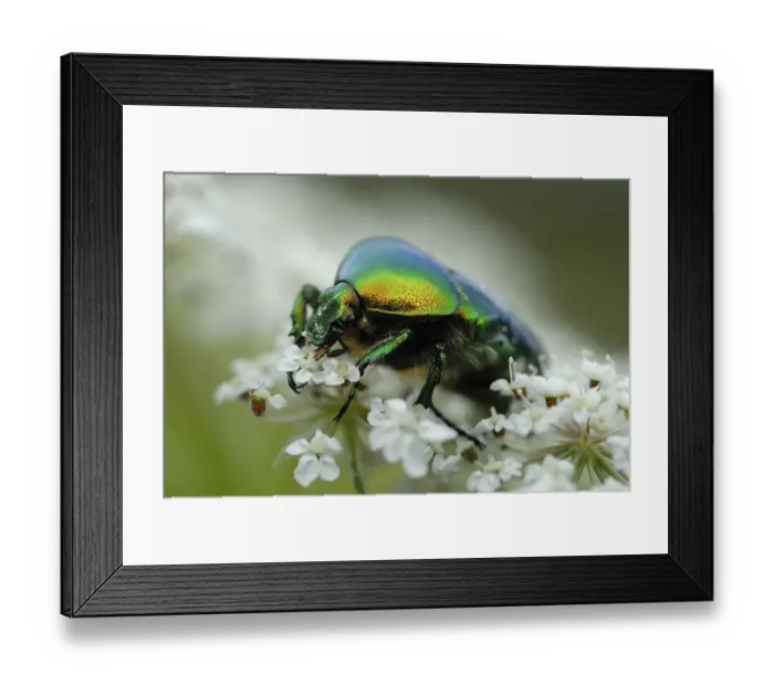 Framed Print : Rose Chafer (Cetonia aurata) on chervil