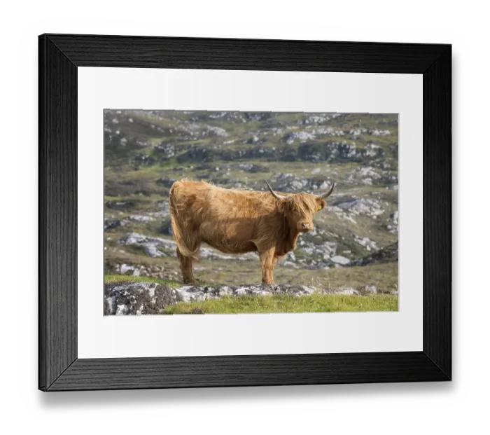 Framed Print : Scottish Highland Cattle, Highland Cattle or Kyloe