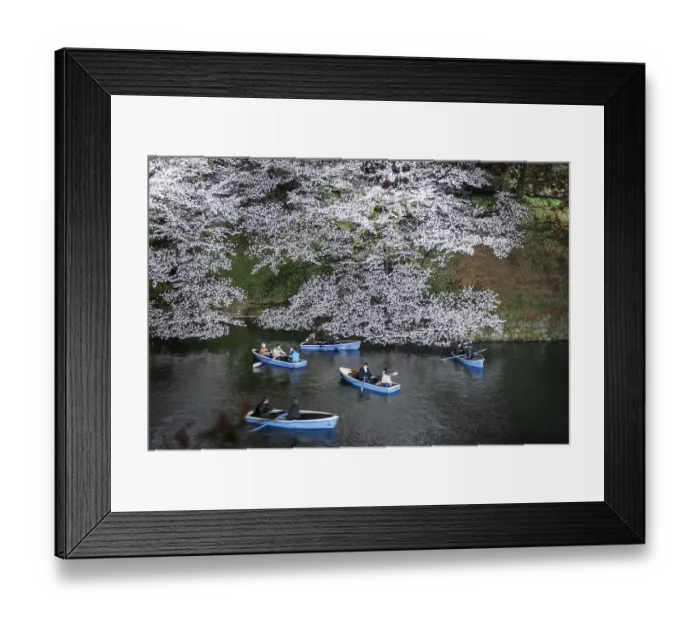 Framed Print : Canal with rowing boats in front of blooming cherry trees on a canal at night