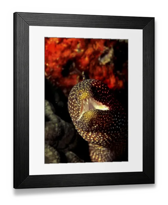 Framed Print : Whitemouth Moray or Spotted Moray Eel (Gymnothorax meleagris) Framed Print : Whitemouth Moray or Spotted Moray Eel (Gymnothorax meleagris)