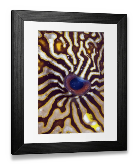 Framed Print : Eye of a Map Puffer (Arothron mappa)