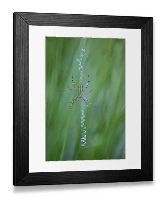 Framed Print : Wasp spider (Argiope bruennichi)