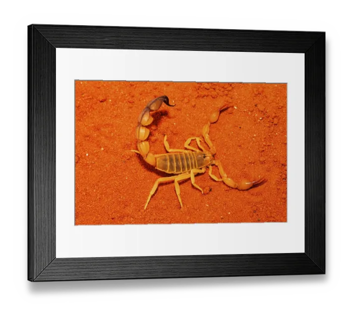 Framed Print : Thick-tailed scorpion Framed Print : Thick-tailed scorpion