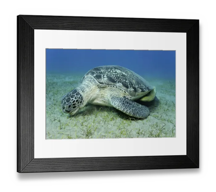 Framed Print : Remoras or Suckerfish (Echeneidae) attached to a Green Turtle (Chelonia mydas)