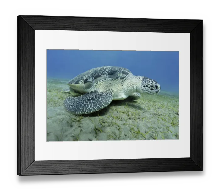 Framed Print : Green Turtle (Chelonia mydas) swimming over a seaweed meadow