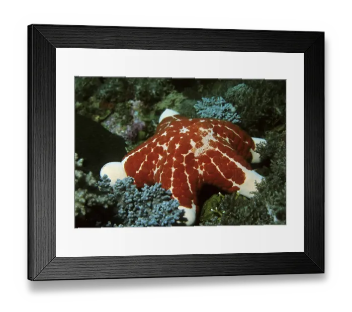 Framed Print : Granulated Seastar (Choriaster granulatus) in a coral reef