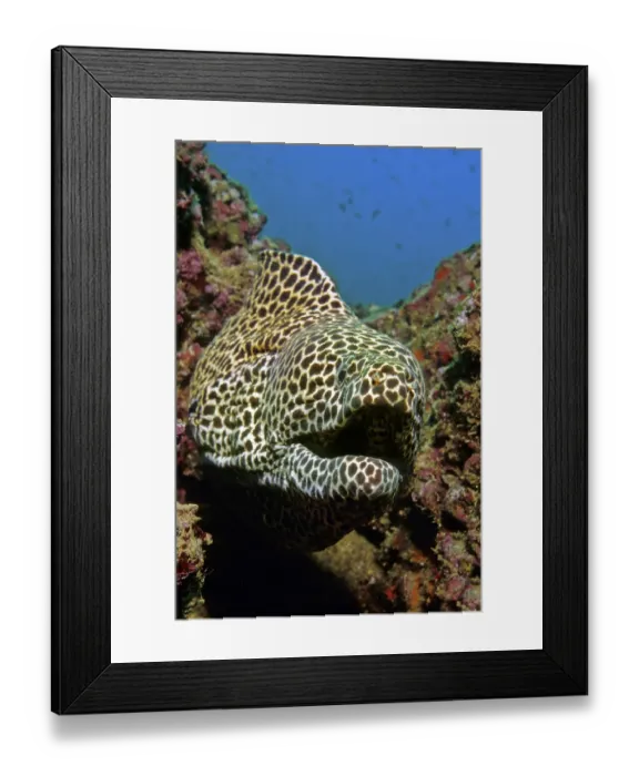 Framed Print : Honeycomb Moray or Laced Moray (Gymnothorax favagineus) looking out of a coral reef