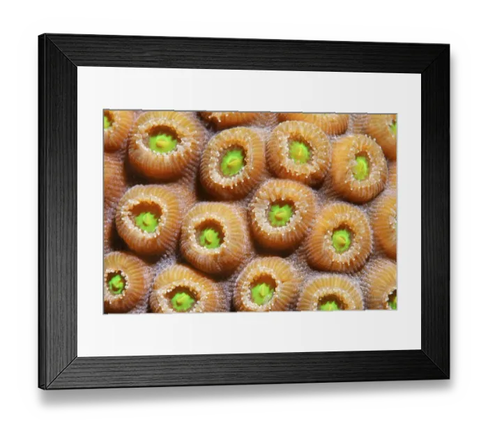 Framed Print : Graphic detail of a Favia Coral (Solanestrea sp)