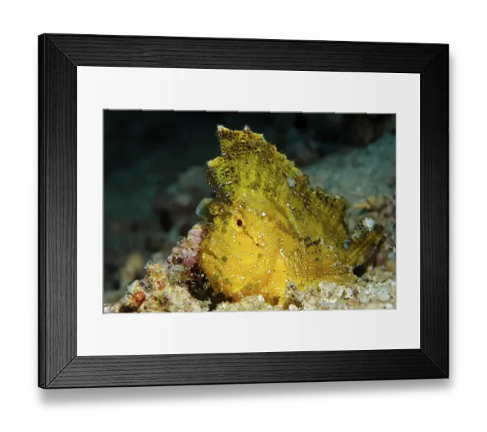 Framed Print : Yellow Leaffish (Taenianutus triacanthus) sitting on coral debris
