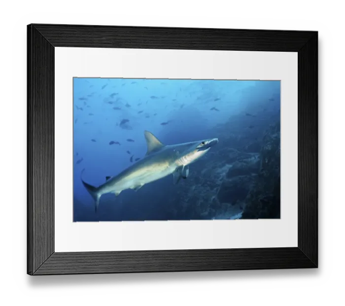 Framed Print : Scalloped Hammerhead Shark (Sphyrna lewini) swimming over a reef with fish