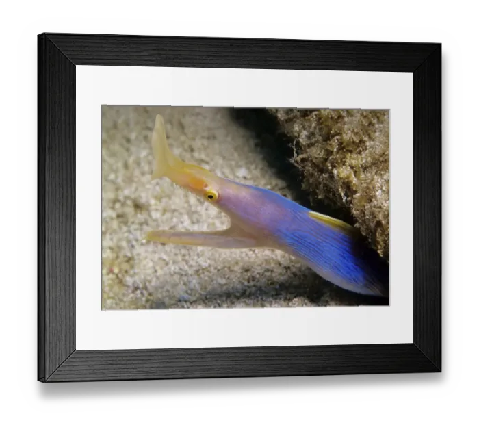 Framed Print : Ribbon Eel (Rhinomuraena quaesita) in an aggressive posture Framed Print : Ribbon Eel (Rhinomuraena quaesita) in an aggressive posture