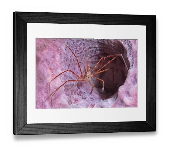 Framed Print : Yellowline Arrow Crab (Stenorhynchus seticornis) walking on pink sponge