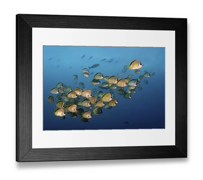 Framed Print : Blacknosed Butterflyfish or Barberfish (Johnrandallia nigrirostris) Framed Print : Blacknosed Butterflyfish or Barberfish (Johnrandallia nigrirostris)