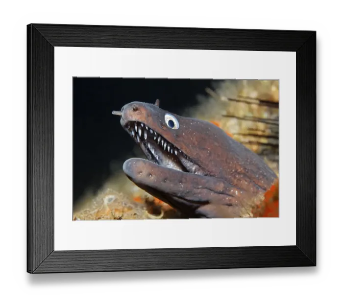 Framed Print : Dotted moray or Moray Eel (Muraena augusti) looking out of its hideout Framed Print : Dotted moray or Moray Eel (Muraena augusti) looking out of its hideout