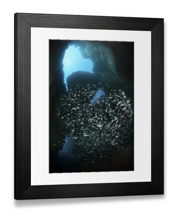 Framed Print : School of Sand Smelts (Atherina presbyter) swimming through cave