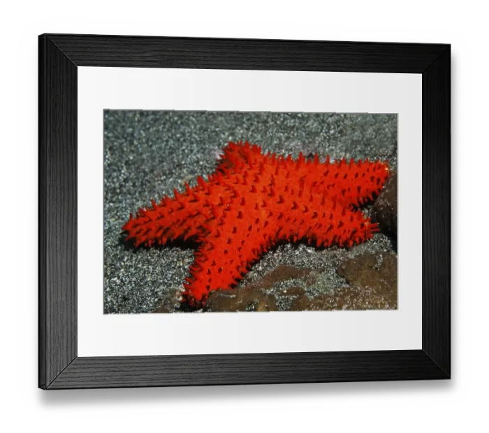 Framed Print : Unidentified starfish (Euretaster sp) Framed Print : Unidentified starfish (Euretaster sp)
