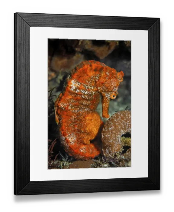 Framed Print : Pacific seahorse (Hippocampus ingens) and a small sponge Framed Print : Pacific seahorse (Hippocampus ingens) and a small sponge