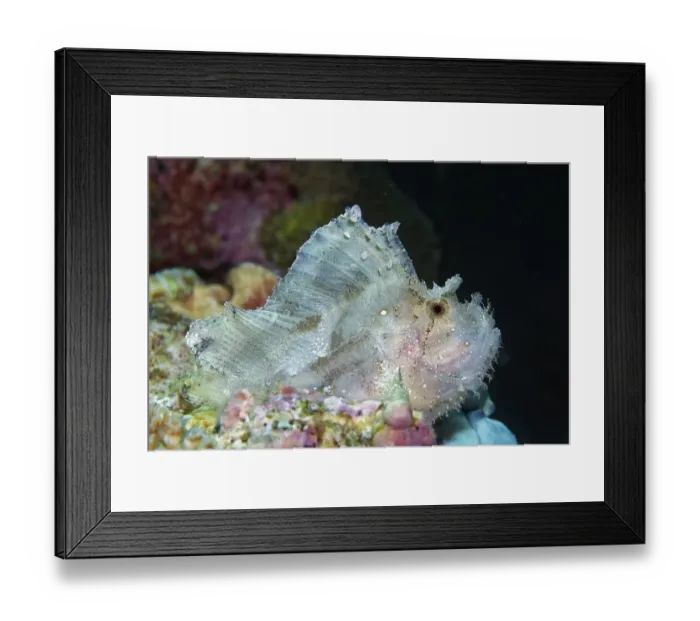 Framed Print : Leaf scorpionfish (Taenianotus triacanthus) Framed Print : Leaf scorpionfish (Taenianotus triacanthus)